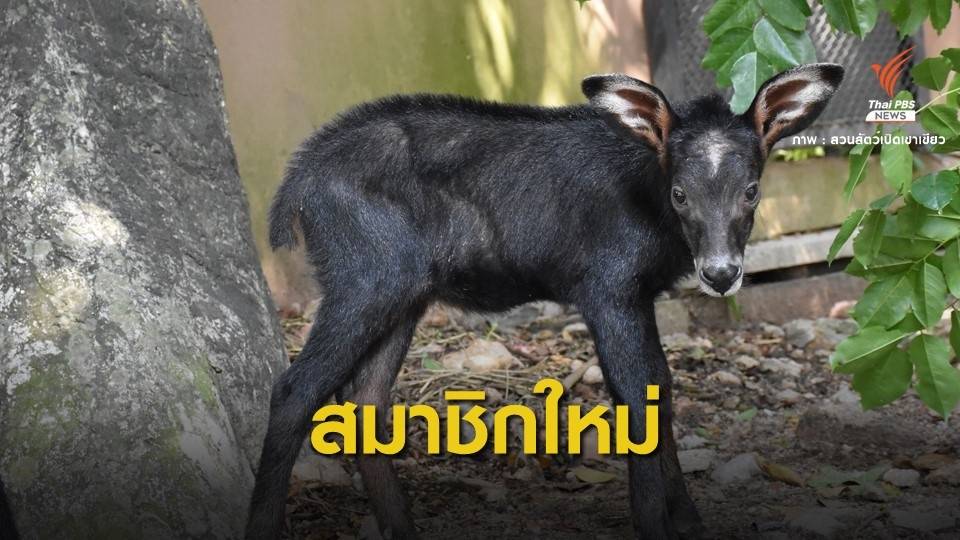 จองเที่ยว "เขาเขียว" ถึง 30 มิ.ย.นี้ ชวนดู "เจ้าโควิด"ลูกเลียงผา