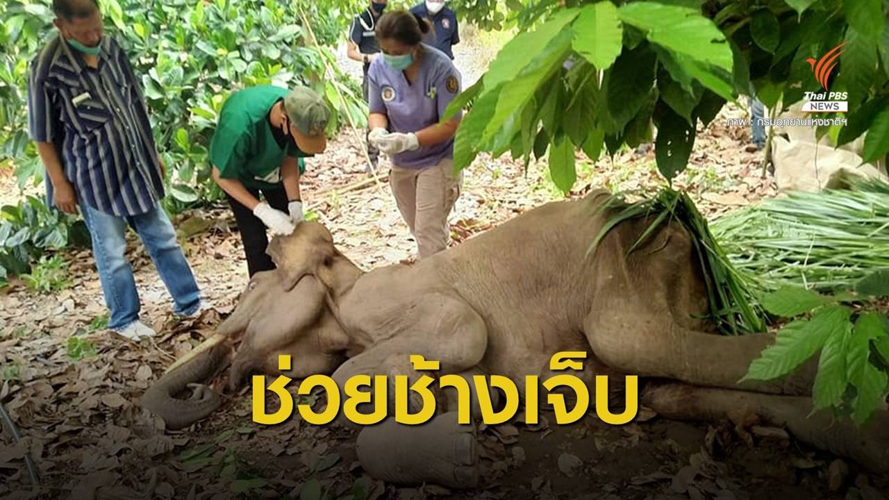 ช่วยช้างป่ากุยบุรีมีแผลที่สะโพก เฝ้าระวังติดเชื้อ