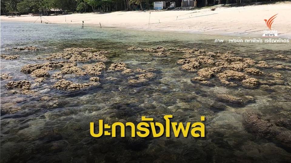 วันแรก! น้ำทะเลลดต่ำ  2 ชั่วโมง แนวปะการังเกาะทะลุโผล่