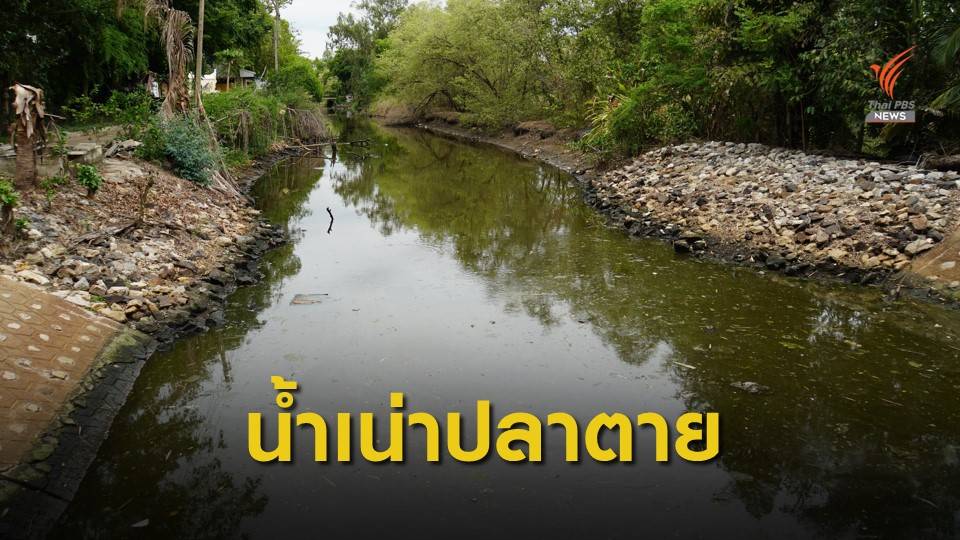 ร้องแก้ปัญหาคลองบางไผ่ น้ำเน่าเสียปลาตายลอยเกลื่อน