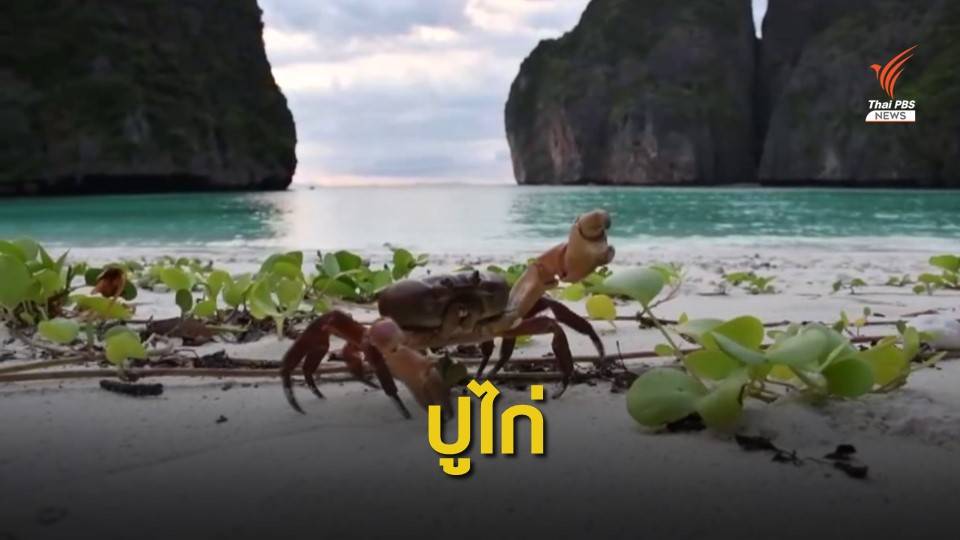ไม่เคยเห็นมานานแล้ว "ปูไก่" สัตว์หายากบนอ่าวมาหยา
