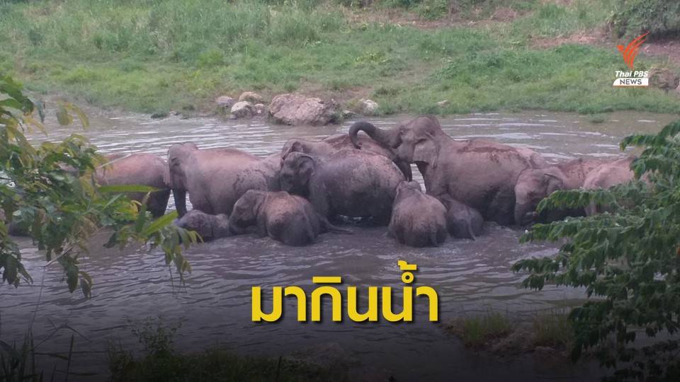 ช้างป่าแก่งกระจาน พาสมาชิกแรกเกิด 3 ตัว มากินน้ำสระเขาหุบเต่า