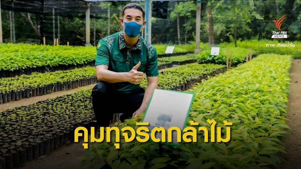 "กรมป่าไม้" สยบปมแจกกล้าไม้ไม่ถึงมือชาวบ้าน ลั่นใครทุจริตเอาตาย
