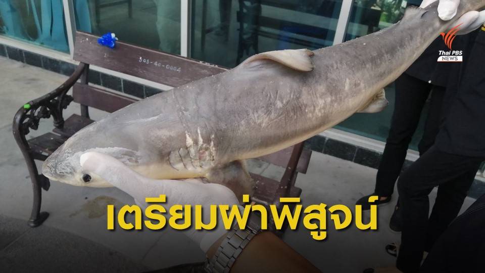ลูกฉลามถูกอวนรัดตายเกยหาดบางแสน จ.ชลบุรี