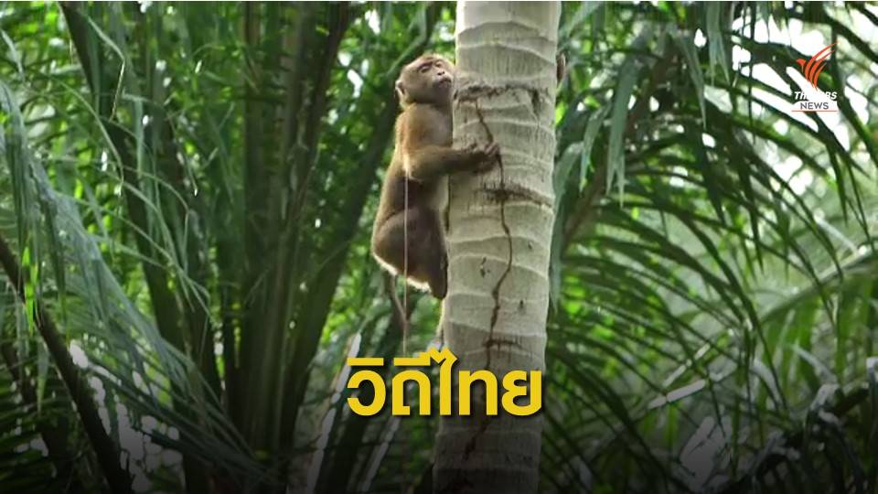 ดราม่า? ข้ออ้างลิงเก็บมะพร้าวแบนสินค้าไทย