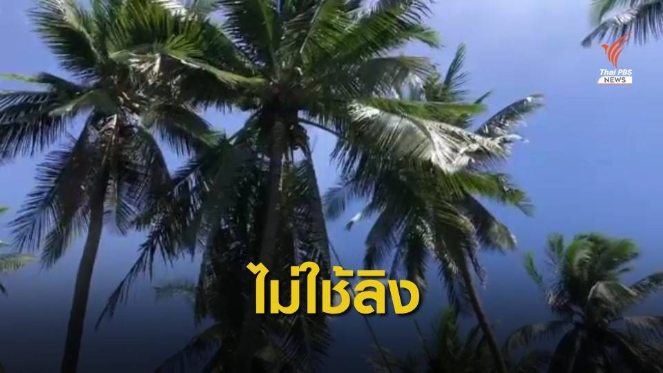 ชาวสวนมะพร้าวยืนยันไม่ใช้แรงงานลิงเก็บมะพร้าวส่งออก