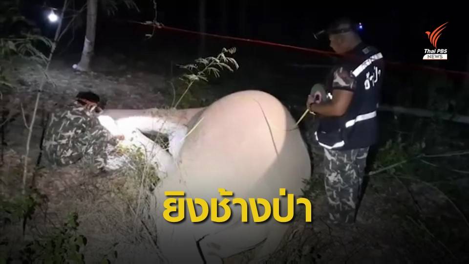 ช้างป่ากุยบุรี ถูกชาวบ้านยิงล้ม 1 ตัว