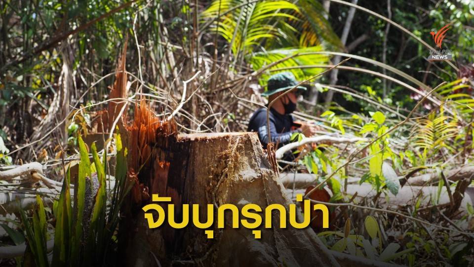 บุกจับลักตัดต้นตะเคียน 400 ปี อีกรายรุกป่าทำสวนทุเรียน