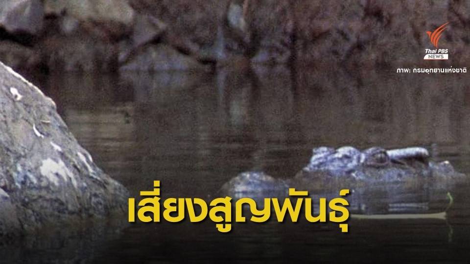  "จระเข้น้ำจืดพันธุ์ไทย" เหลือแค่ 20 ตัวอาศัยใน 3 อุทยาน