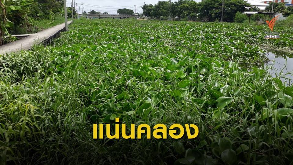 ผักตบชวาแน่นเต็มคลองสัญจรไม่ได้