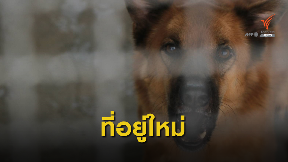 เทศบาลตำบลธัญบุรีสร้างศูนย์พักพิงสัตว์แก้ปัญหาสุนัขจรจัด