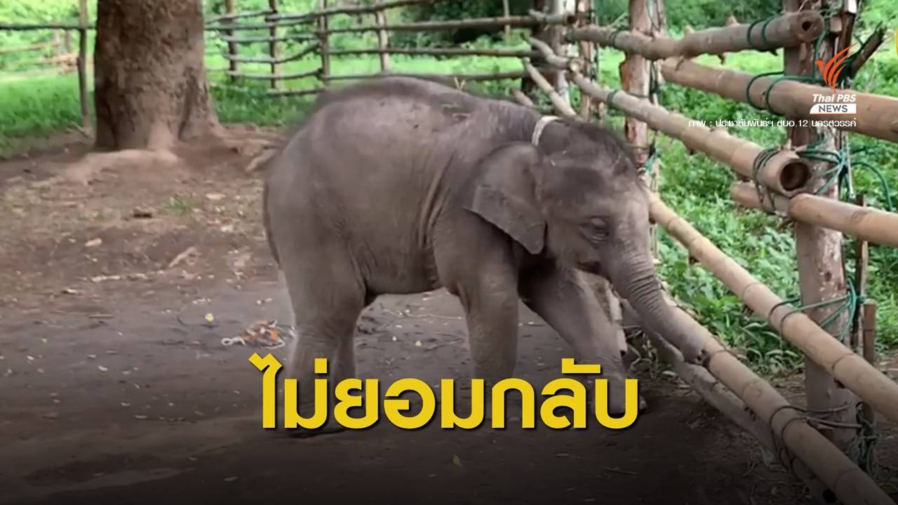 ลุ้นต่อ! โขลงแม่วนมารับถึงคอก แต่ลูกช้างป่ายังเดินหนี