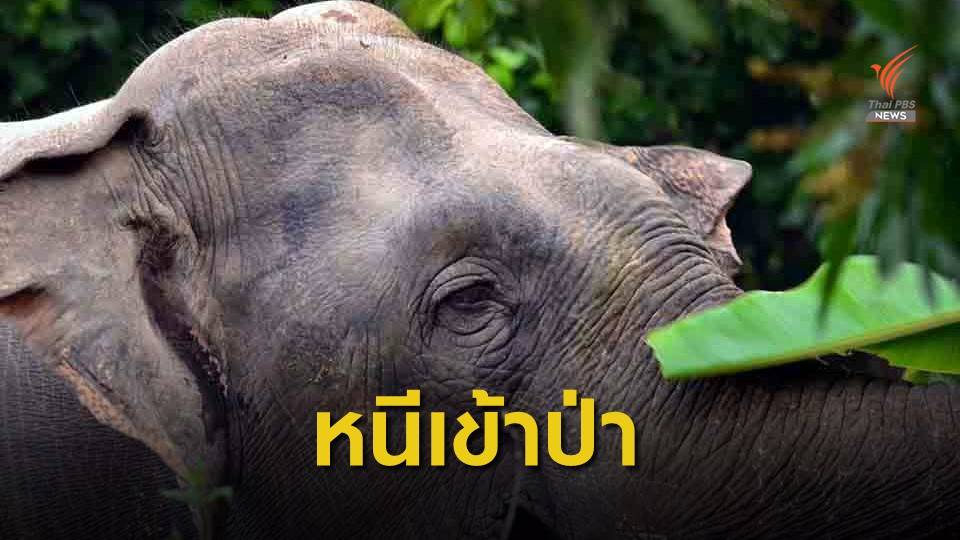 เตือน "สีดอแก้ว" ตกมัน หนีจากสถานที่กักกันช้างป่า