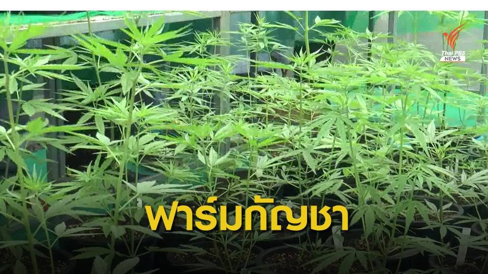 "โคราช" เปิดฟาร์มกัญชาแห่งแรกต่อยอดยา