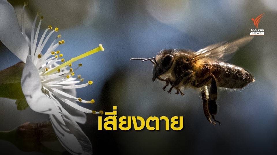 อันตราย! ใช้ผึ้งต่อยปาก หวังเป็นรูปกระจับ แพทย์เตือนอาจตายได้ 