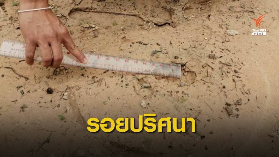 ผวา! "รอยเท้าเสือ" โผล่ใกล้ชุมชนบ้านคำเขื่อนแก้ว