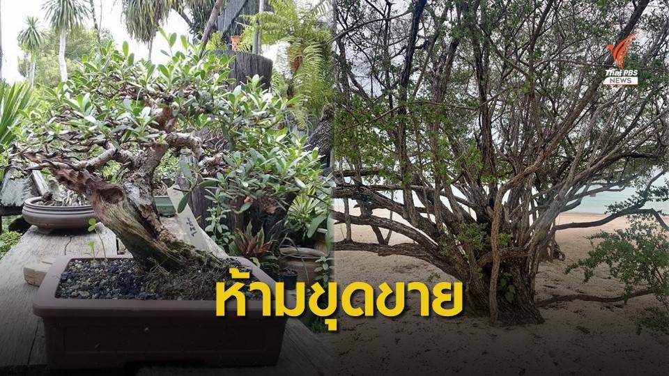 ลักลอบขุด "ไม้เทียนทะเล" จำคุก 1 ปี ปรับ 1 แสนบาท
