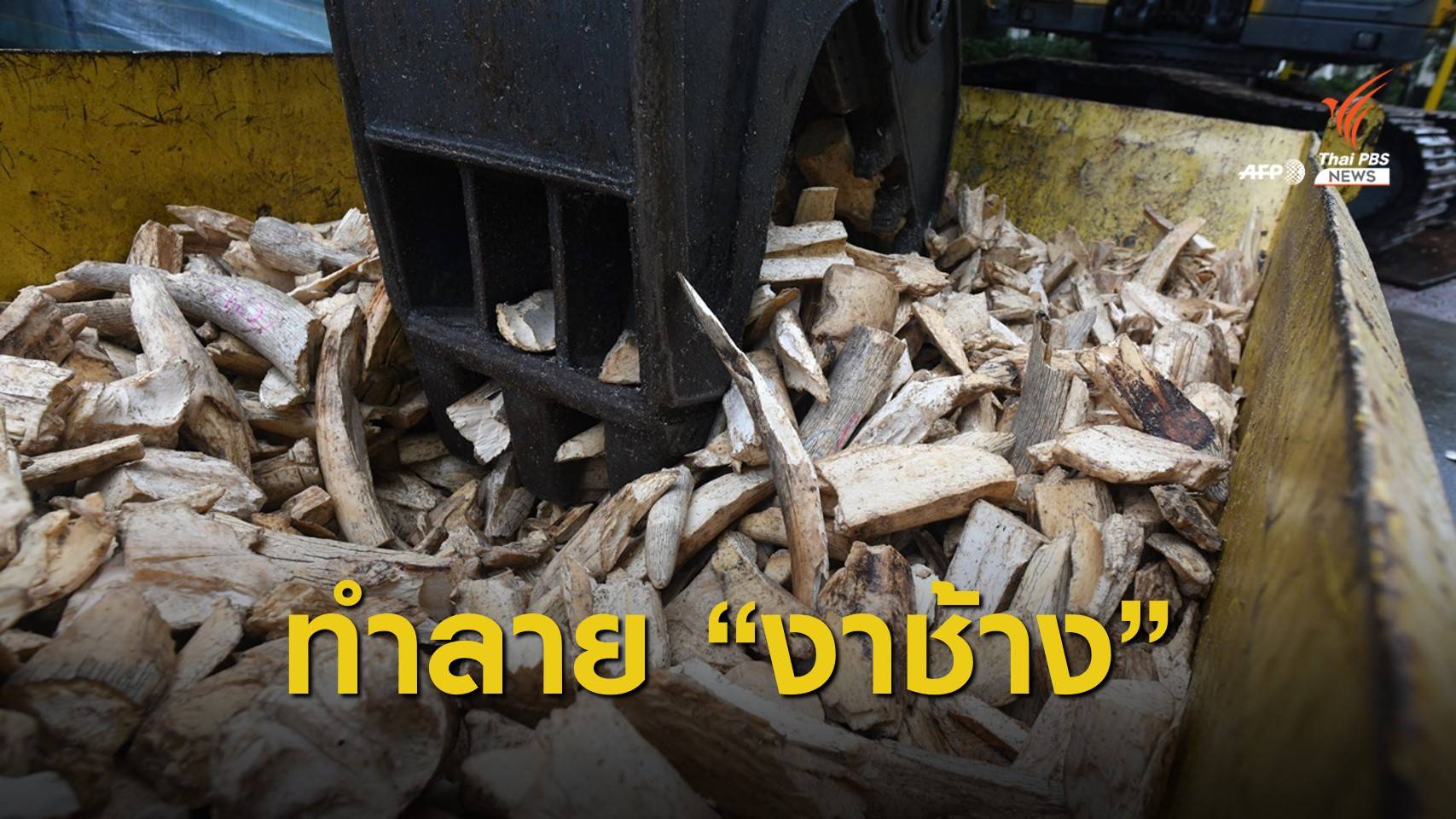 สิงคโปร์ทำลายงาช้างของกลาง 9 ตัน ตัดวังวนผิดกฎหมาย