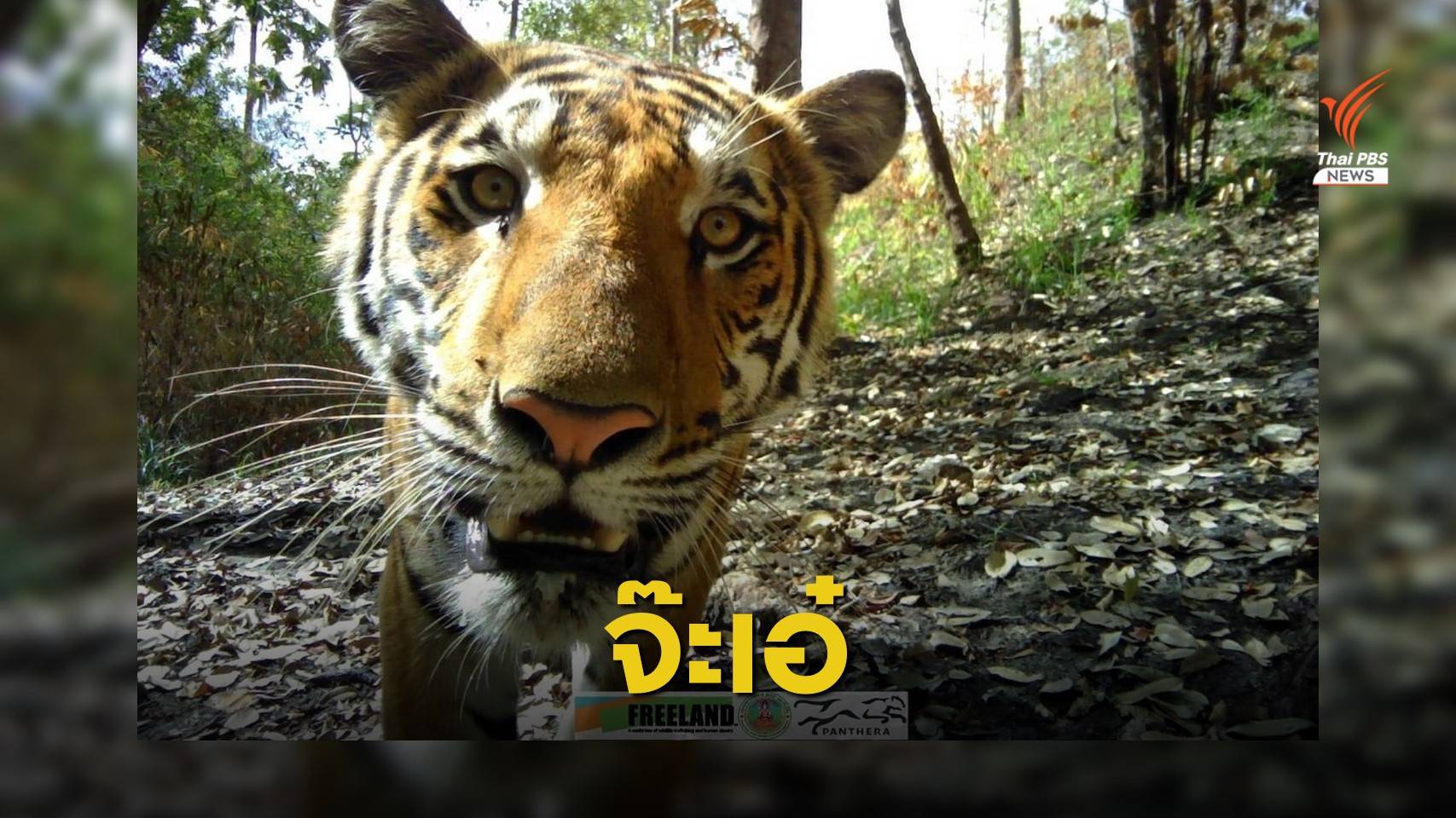 "เสือโคร่ง" อุทยานฯ เขาแหลม โชว์ตัวหน้ากล้องดักถ่ายสัตว์ป่า