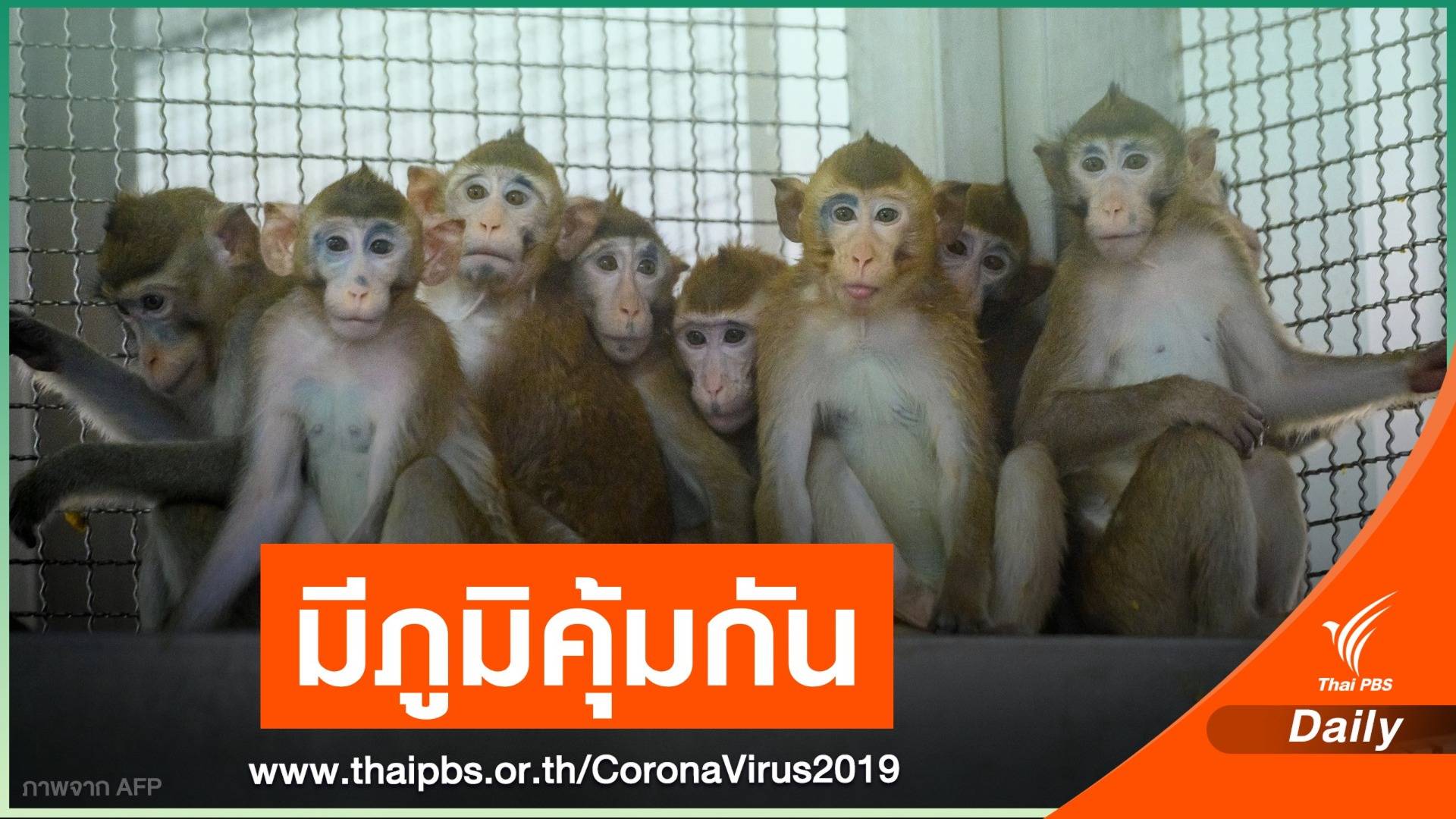 ความหวังใหม่! นักวิจัยไทยทดสอบวัคซีน COVID-19 ในลิงฉลุย