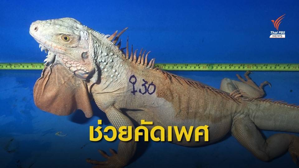 นักวิจัย ม.เกษตรค้นพบระบบกำหนดเพศอิกัวน่า ครั้งแรกของโลก