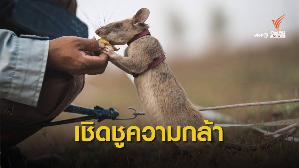 มอบเหรียญเชิดชูความกล้า "หนูมากาวา" หากับระเบิดในกัมพูชา