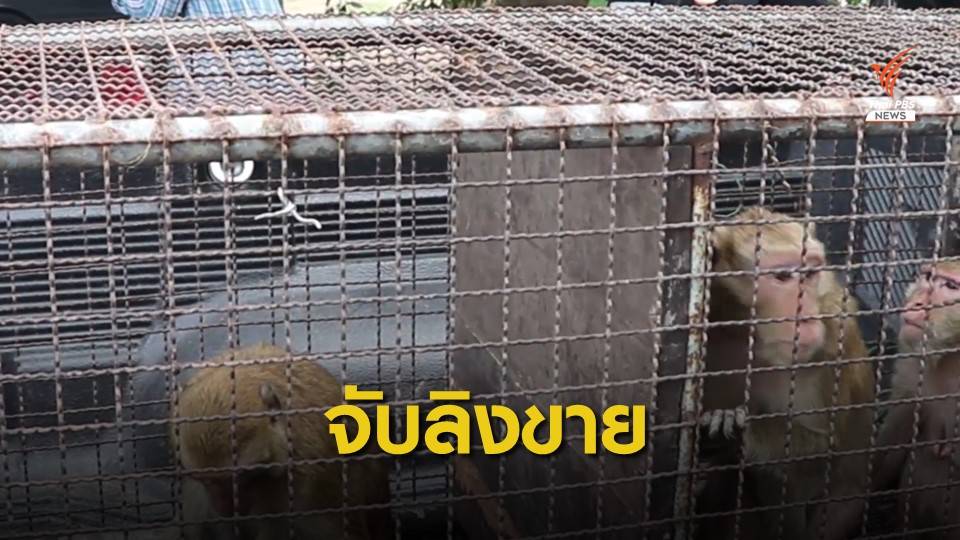 มอบตัวแล้ว "มือล่าลิง" ขายต่างชาติ
