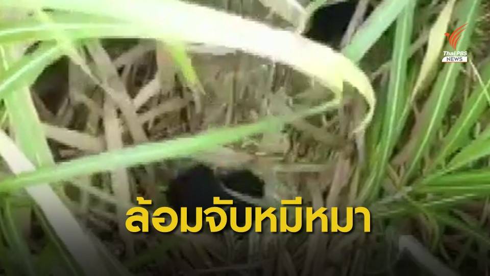 ค้นหาต่อ! ล้อมจับครอบครัวหมีหมา 3 ตัว ในป่าอ้อย จ.ชัยภูมิ