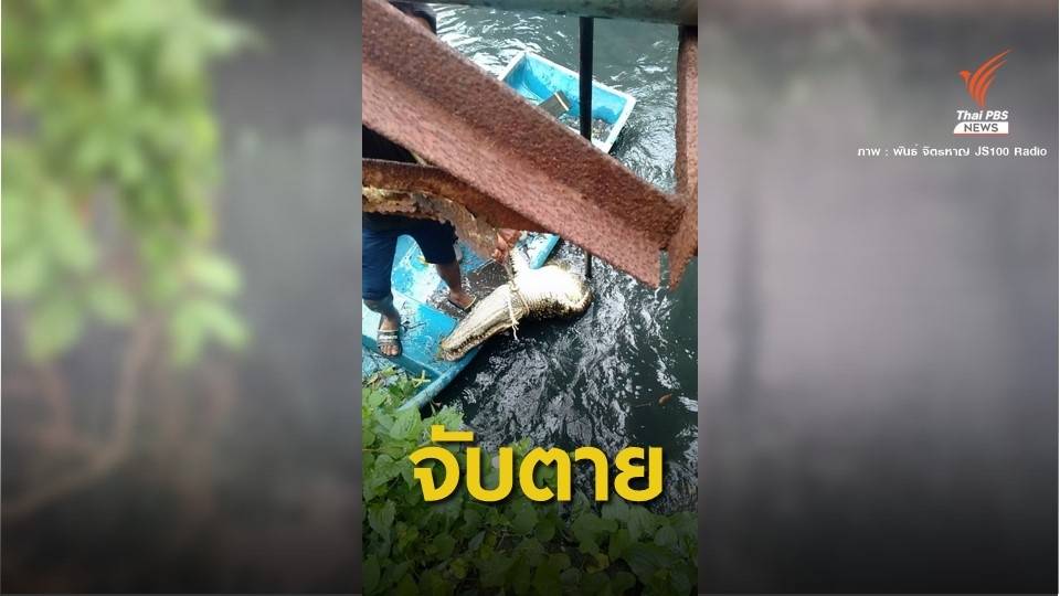จับตาย "จระเข้น้ำเค็ม" โผล่คลองแถวพื้นที่สามพราน