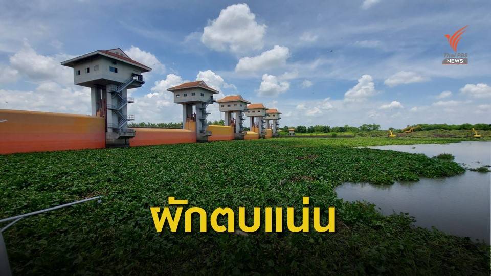 ร้องเปิดประตูระบายน้ำแก้ไขปัญหาผักตบชวาแน่น  จ.ฉะเชิงเทรา