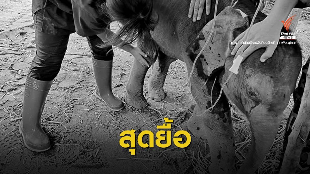 ลูกช้างหลงแม่ป่าน้ำหนาวตายแล้ว พบดิน-หินในทางเดินอาหาร