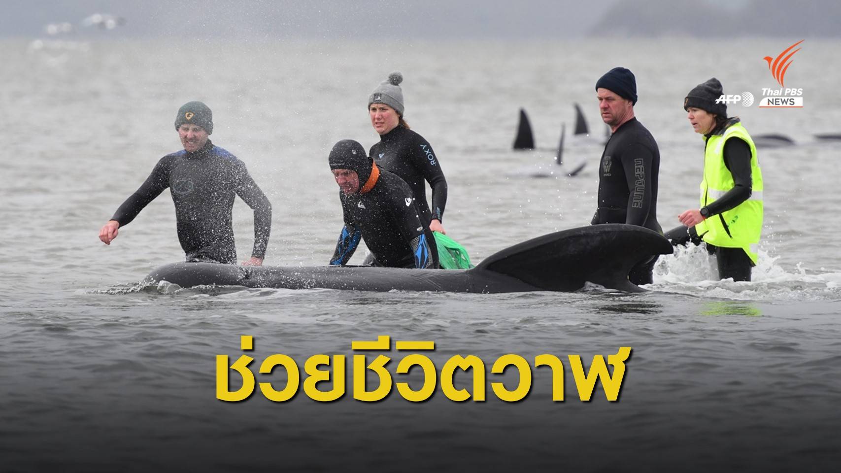 เร่งช่วยฝูง "วาฬ" เกยตื้นเกาะแทสมาเนีย พบตายแล้ว 90 ตัว