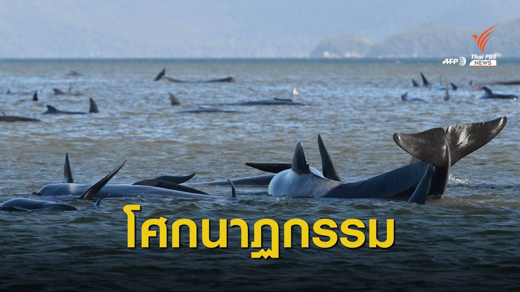 สันนิษฐานฝูงวาฬเกยตื้น "สัญชาตญาณรวมฝูง-คลื่นโซนาร์"