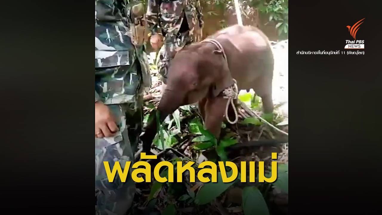 พบ "ลูกช้างป่า" หลงแม่ใกล้เขตอุทยานฯ น้ำหนาวเพชรบูรณ์