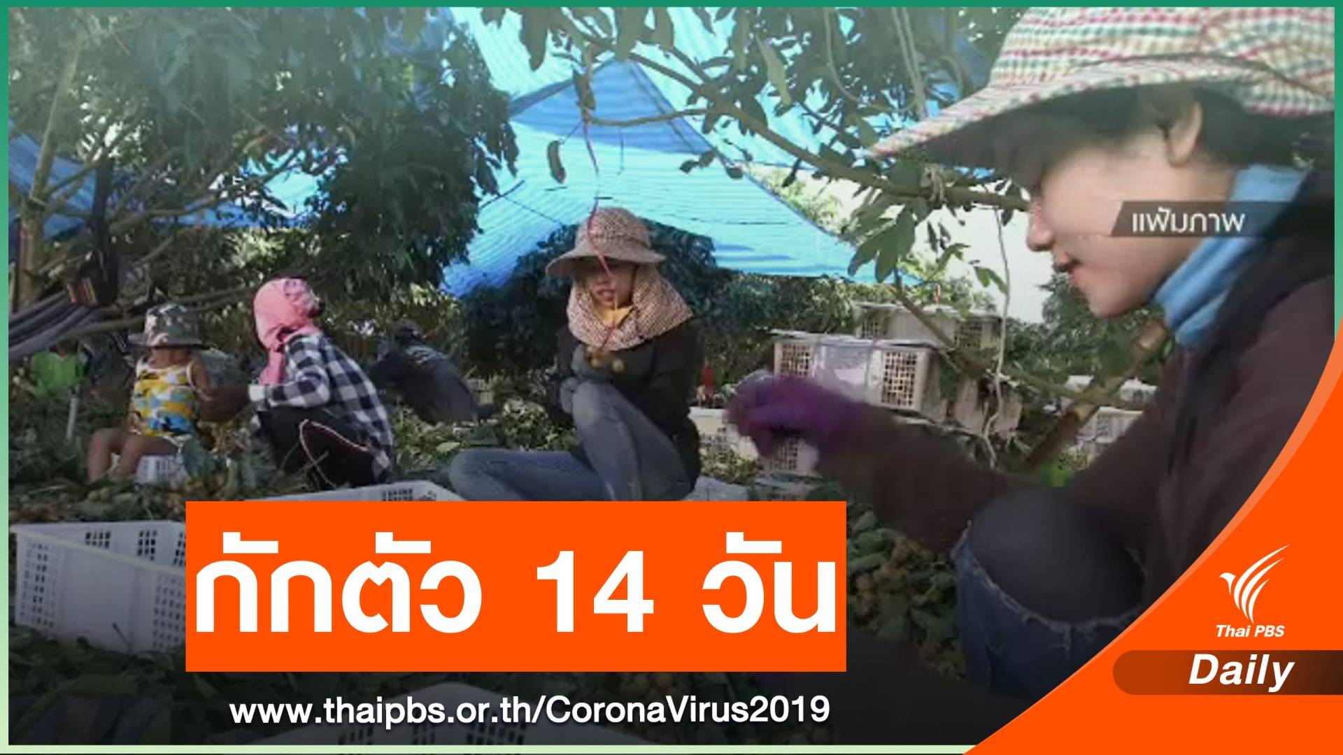 กักตัว 14 วัน! 500 แรงงานกัมพูชารับจ้างเก็บลำไย