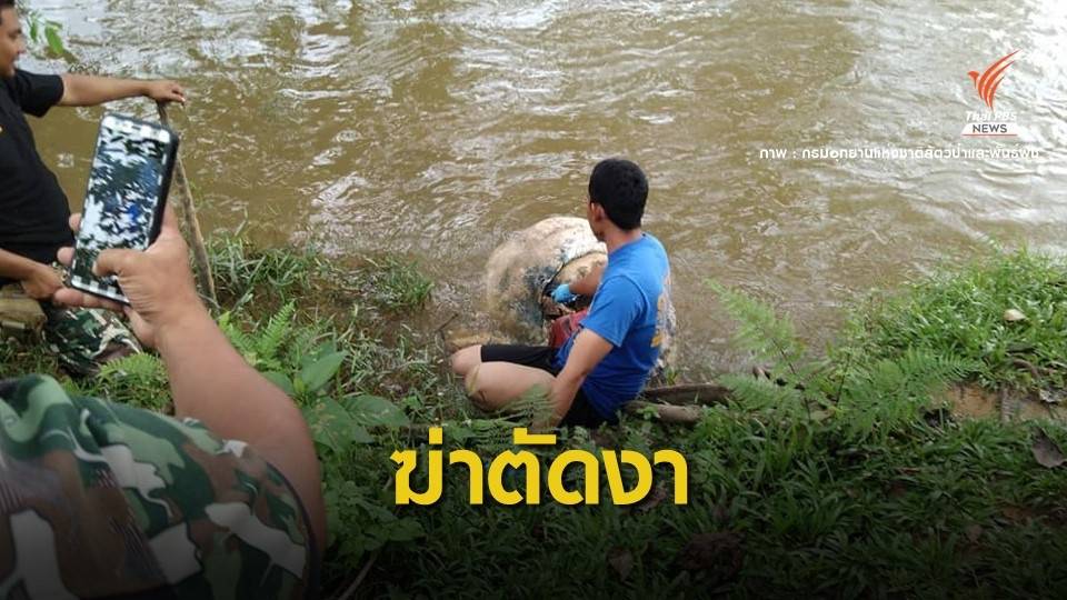 หลักฐานชัด! ซากหัวช้างป่าถูกคว้านตัดงา-ทิ้งแม่น้ำสายบุรี
