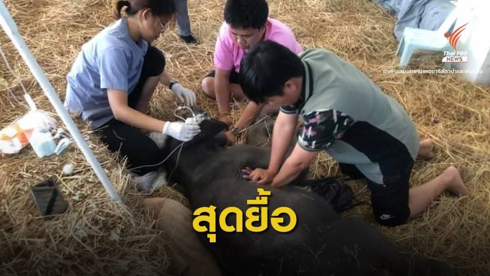 "น้องทับลาน" ช้างป่าพลัดหลงแม่ ตายกะทันหัน