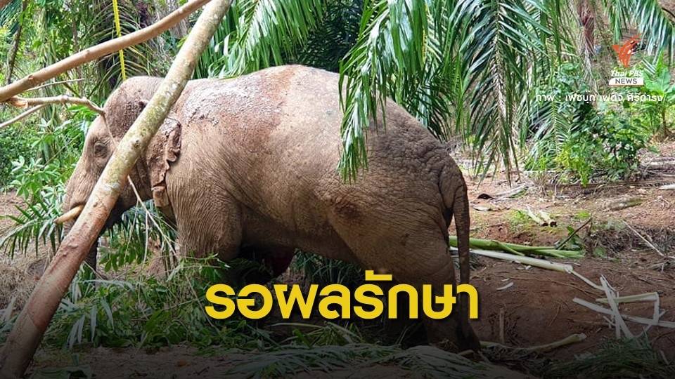 รอลุ้น 2 สัปดาห์ผลรักษา "งาสั้น" ช้างป่าบาดเจ็บถูกยิง