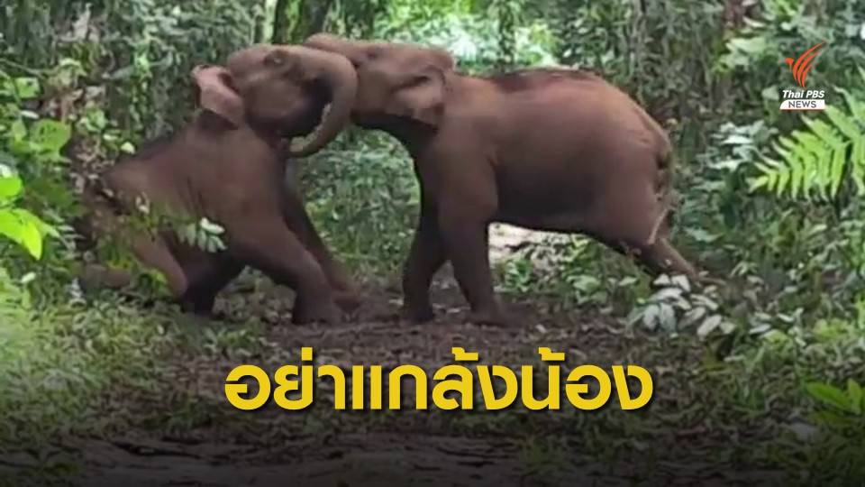 ภาพน่ารัก "ช้างป่า 2 ตัว" ใช้งวงฟาดกันกลางป่ากาญจนบุรี 