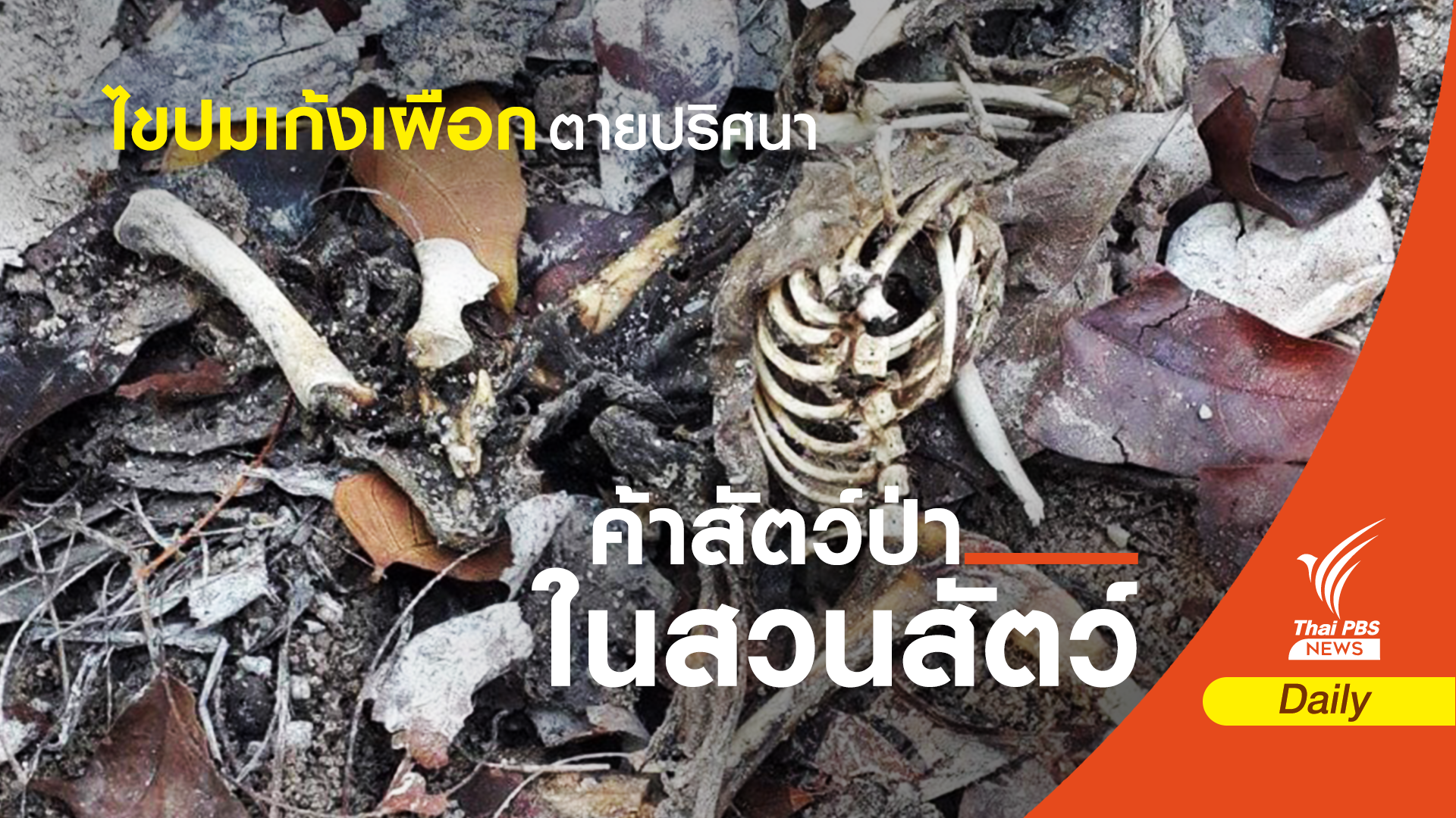 ไขกุญแจ! “เก้งเผือก” พิสูจน์สายพันธุ์ต้องตรวจพ่อแม่