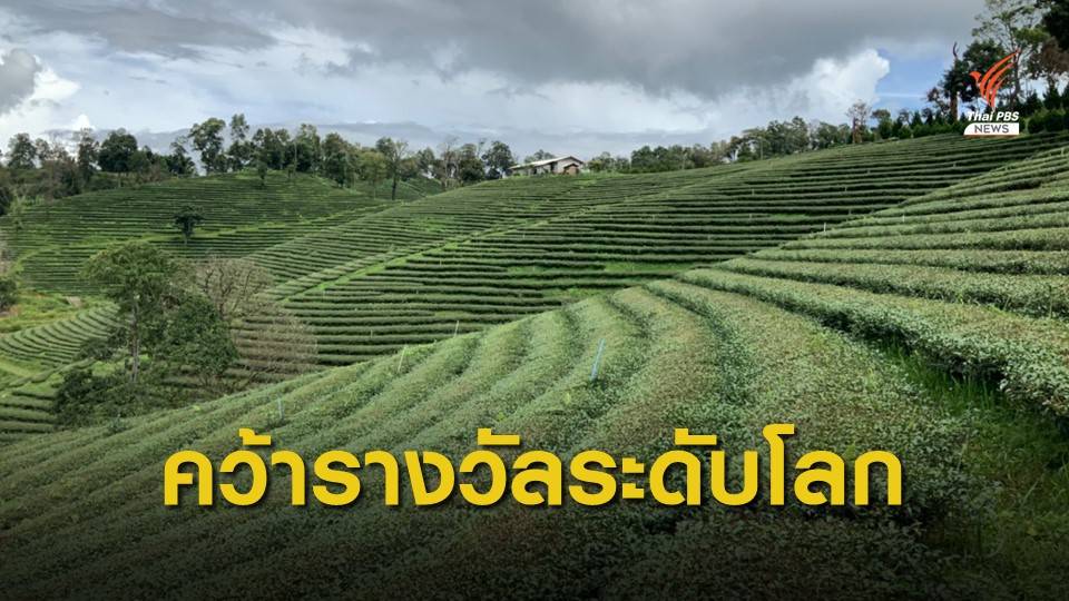 ชา จ.เชียงราย คว้ารางวัลระดับโลก