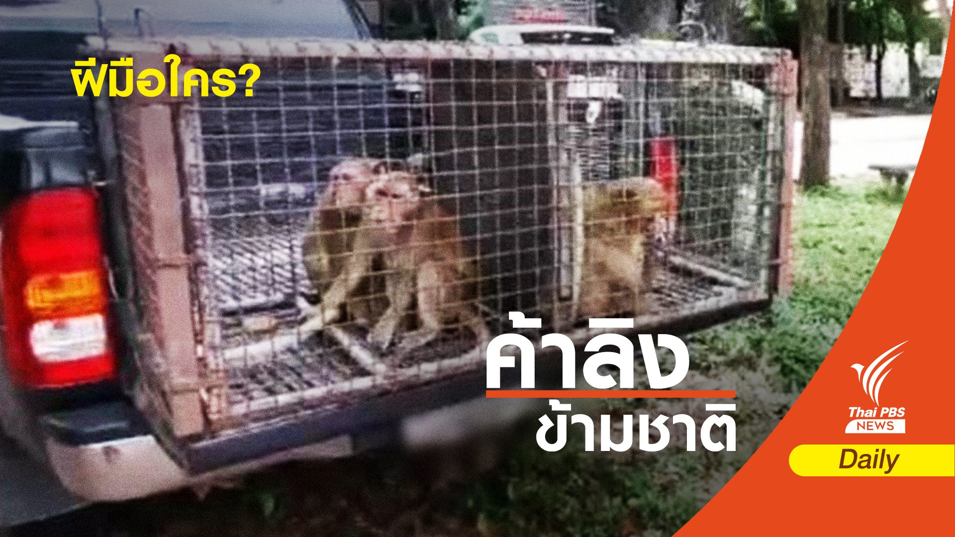 จับพิรุธ ปล่อยลิง จ.สุพรรณฯ "หมอเตย" ไม่เชื่อค้าข้ามชาติ