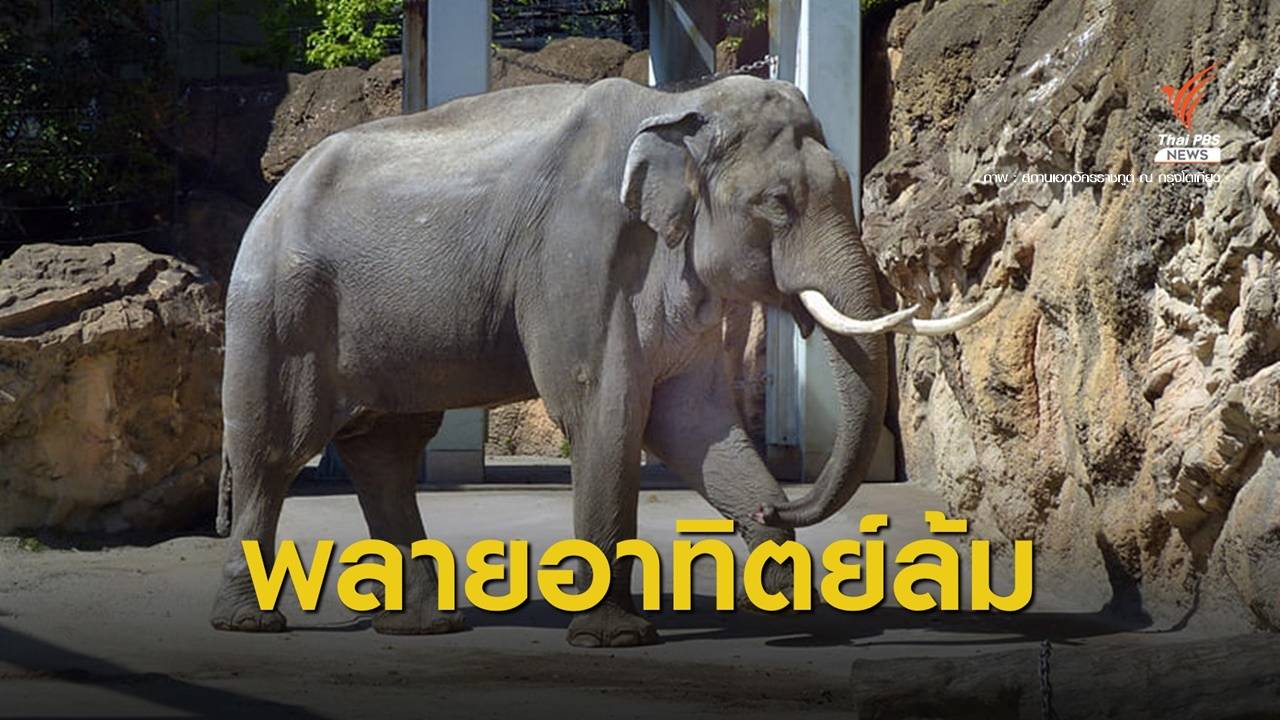 สวนสัตว์อุเอโนะไว้อาลัยพลาย “อาทิตย์” ทูตสันถวไมตรีไทย-ญี่ปุ่น