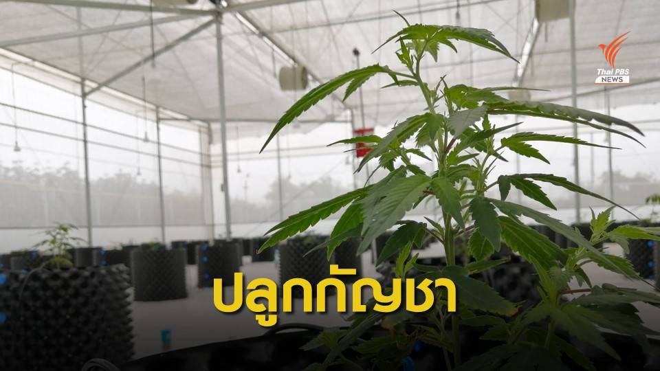 อภ.เดินหน้าปลูกกัญชาเมดิคัลเกรดที่ชลบุรี