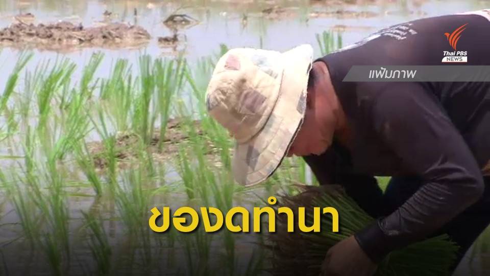 กรมชลประทาน ขอความร่วมมือเกษตรกรงดทำนาปีต่อเนื่อง เหตุน้ำในเขื่อนมีน้อย