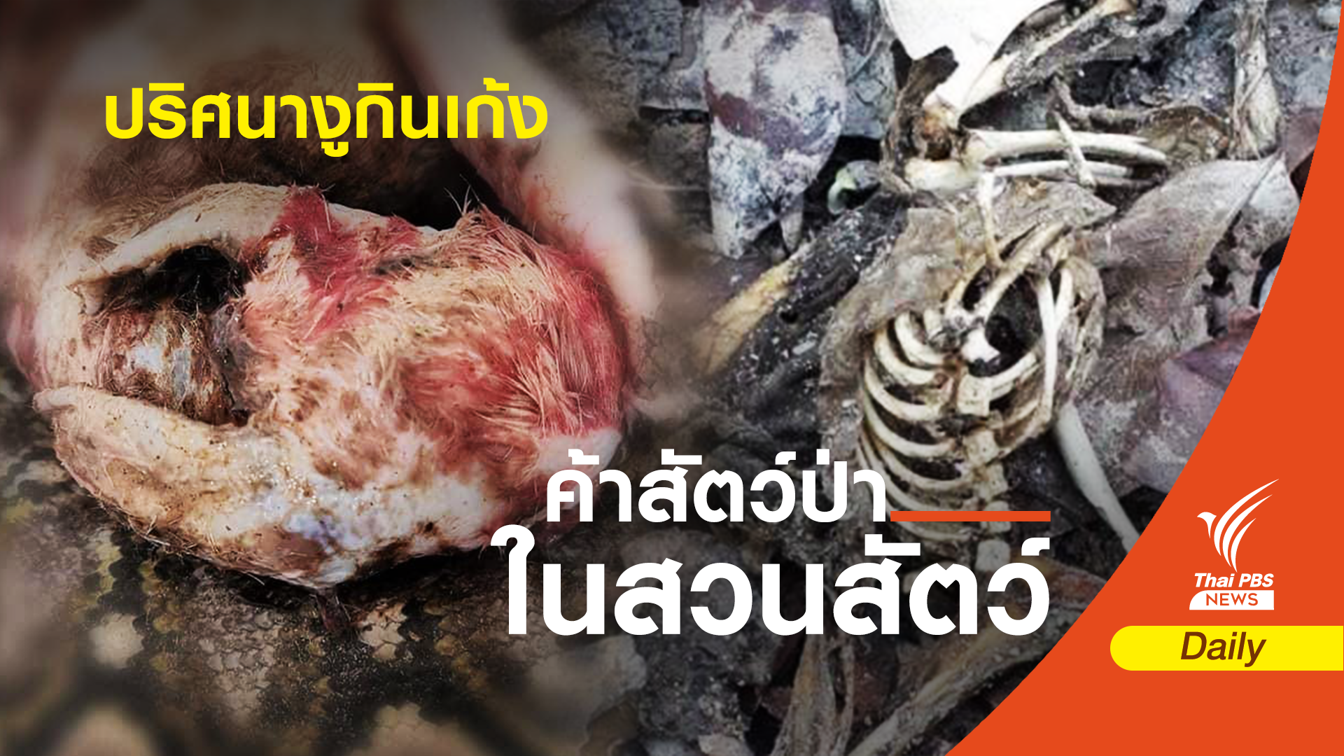 ไขปม! 2 เก้งเผือกสวนสัตว์สงขลาถูกงูเหลือมเขมือบ ?