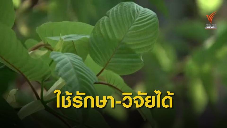 ครม.เห็นชอบพ.ร.บ.พืชกระท่อม ใช้เพื่อรักษา-วิจัย