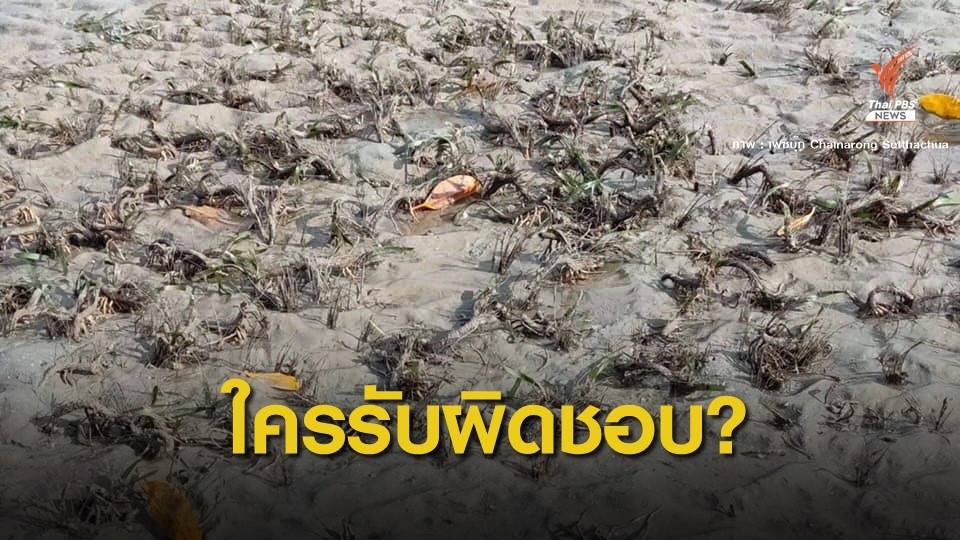 กังขา! ขุดลอกร่องน้ำอ่าวกันตังกระทบหญ้าทะเลตาย 1,000 ไร่