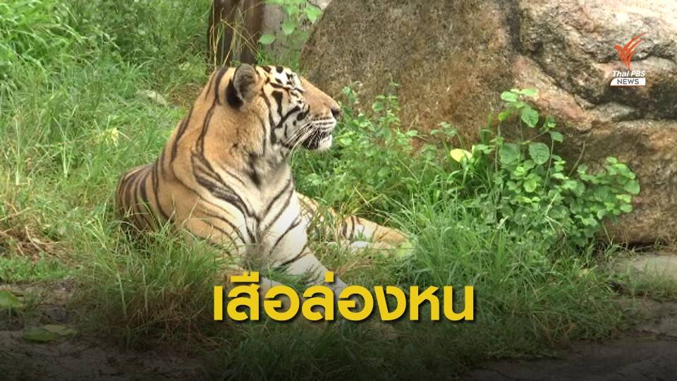 อดีต พนง.แฉลักลอบนำเสือออกจากสวนสัตว์สงขลา