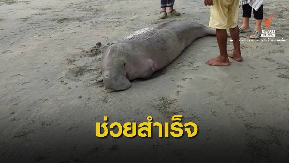 ชื่นชม ชาวบ้านเกาะลิบงช่วย "พะยูน" เกยตื้นสำเร็จ